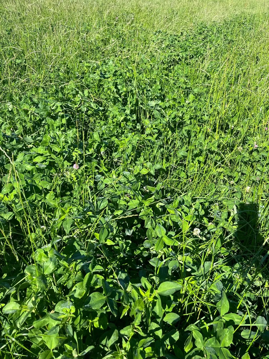 Red clover silage, cut back on your meal bill! - Image 4
