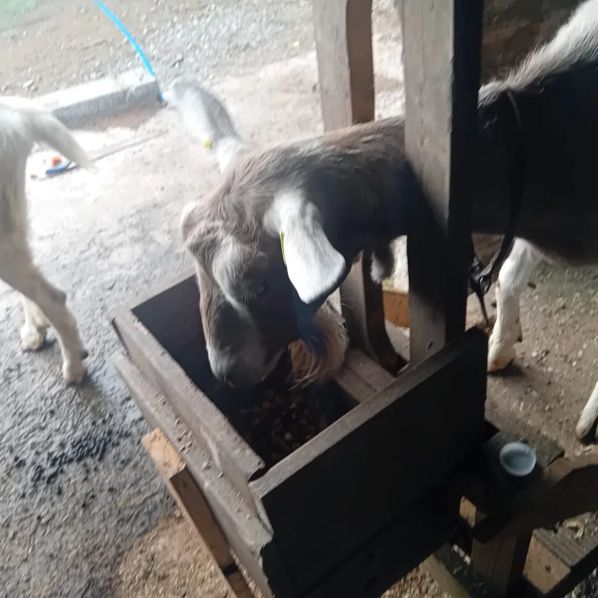 Milking goat - Image 1