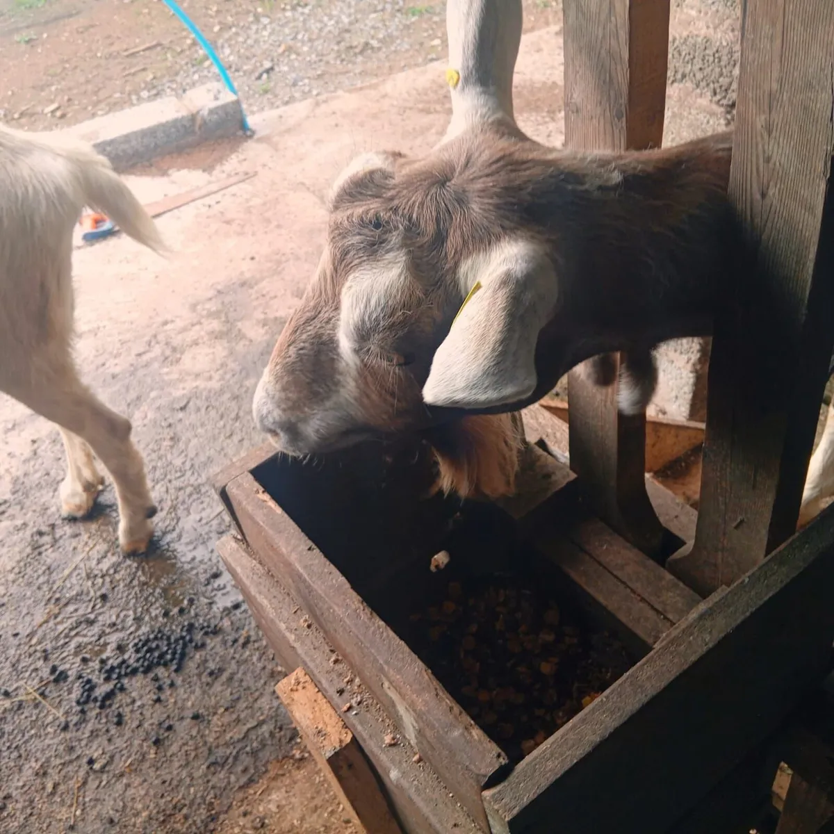 Milking goat - Image 2