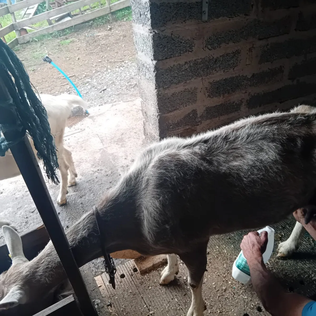 Milking goat - Image 3