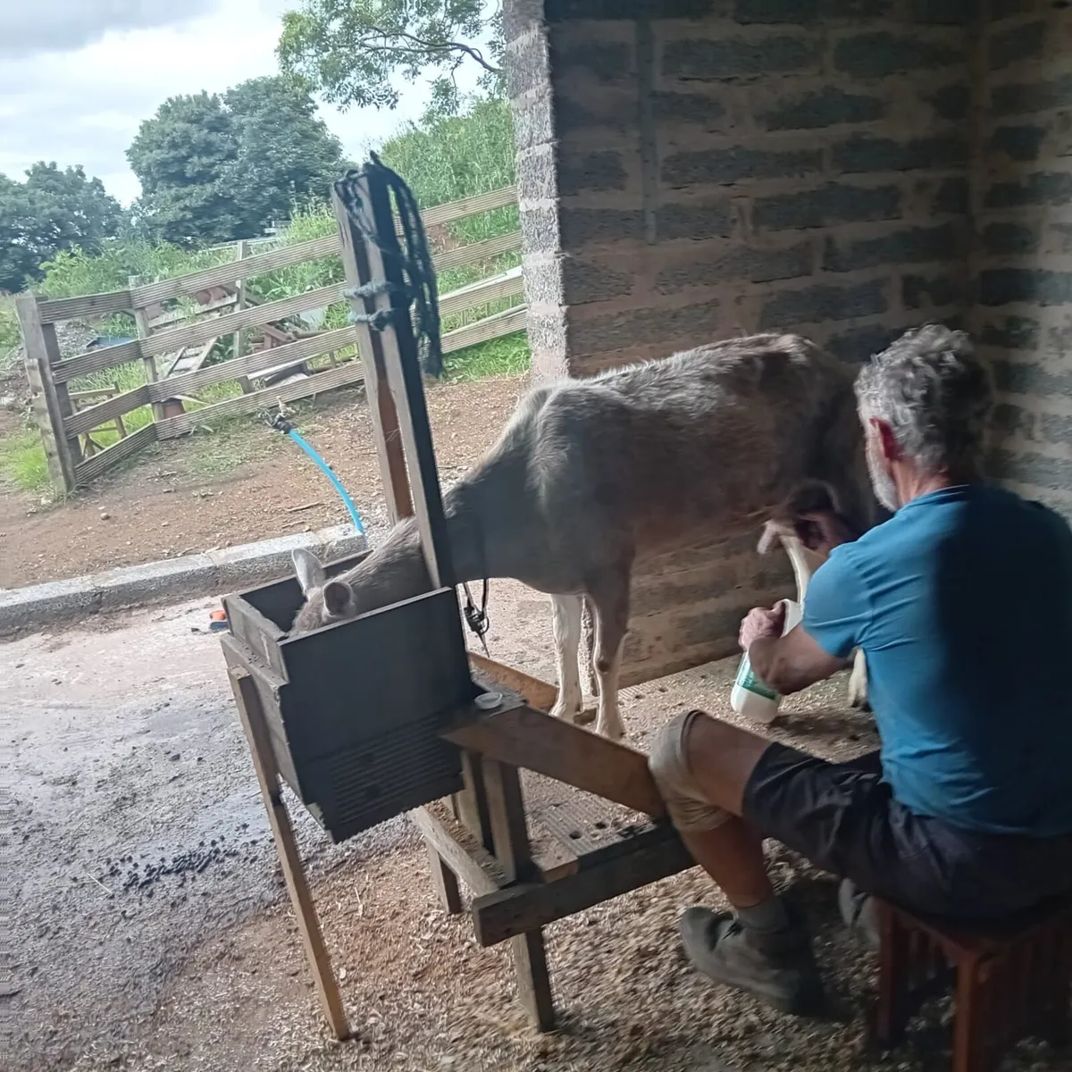 Milking goat - Image 4