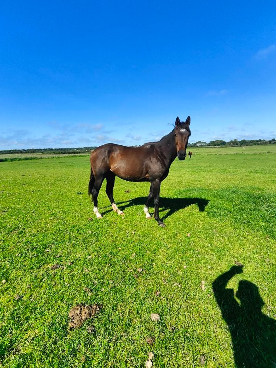 Mare - Image 1