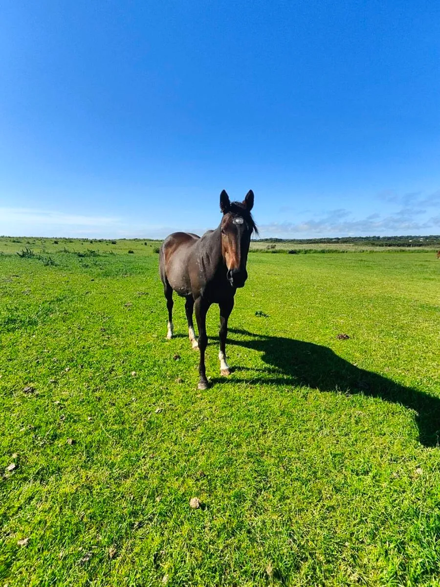 Mare - Image 2