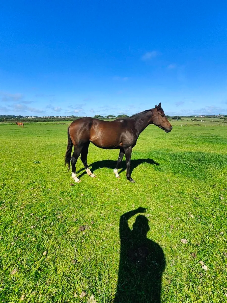 Mare - Image 4