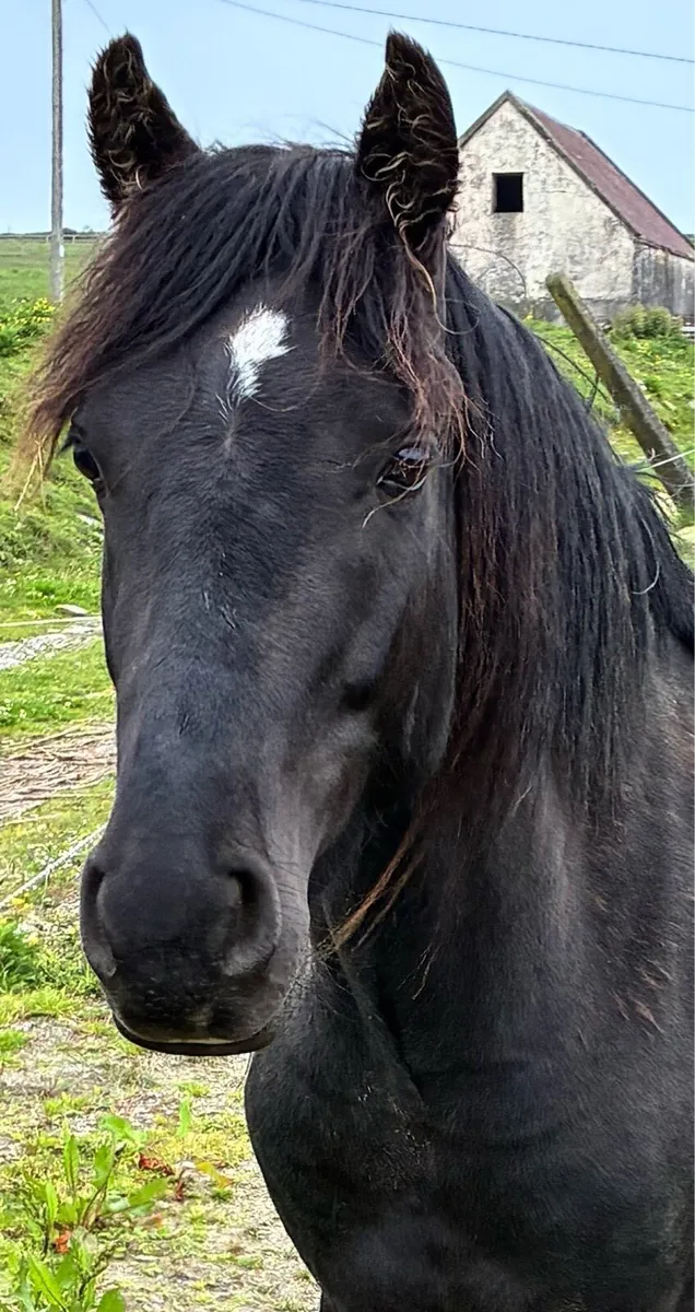 Diamond Discovery black beauty 13’2” pony - Image 2