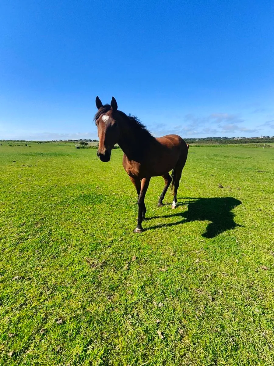 Filly - Image 1