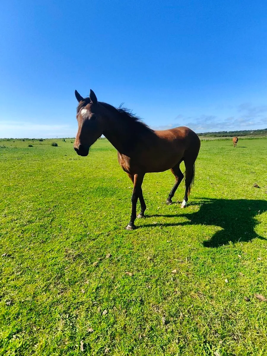 Filly - Image 2