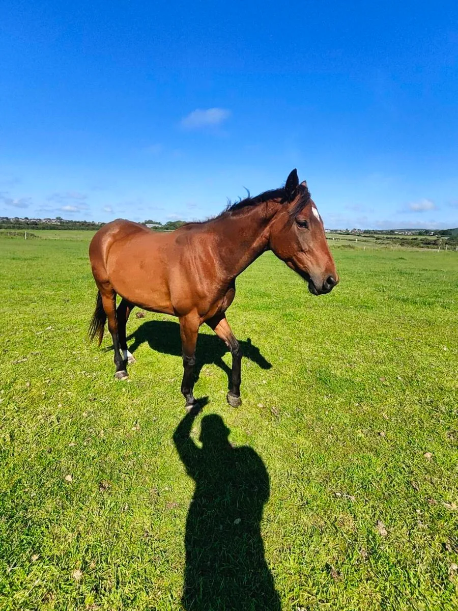 Filly - Image 3