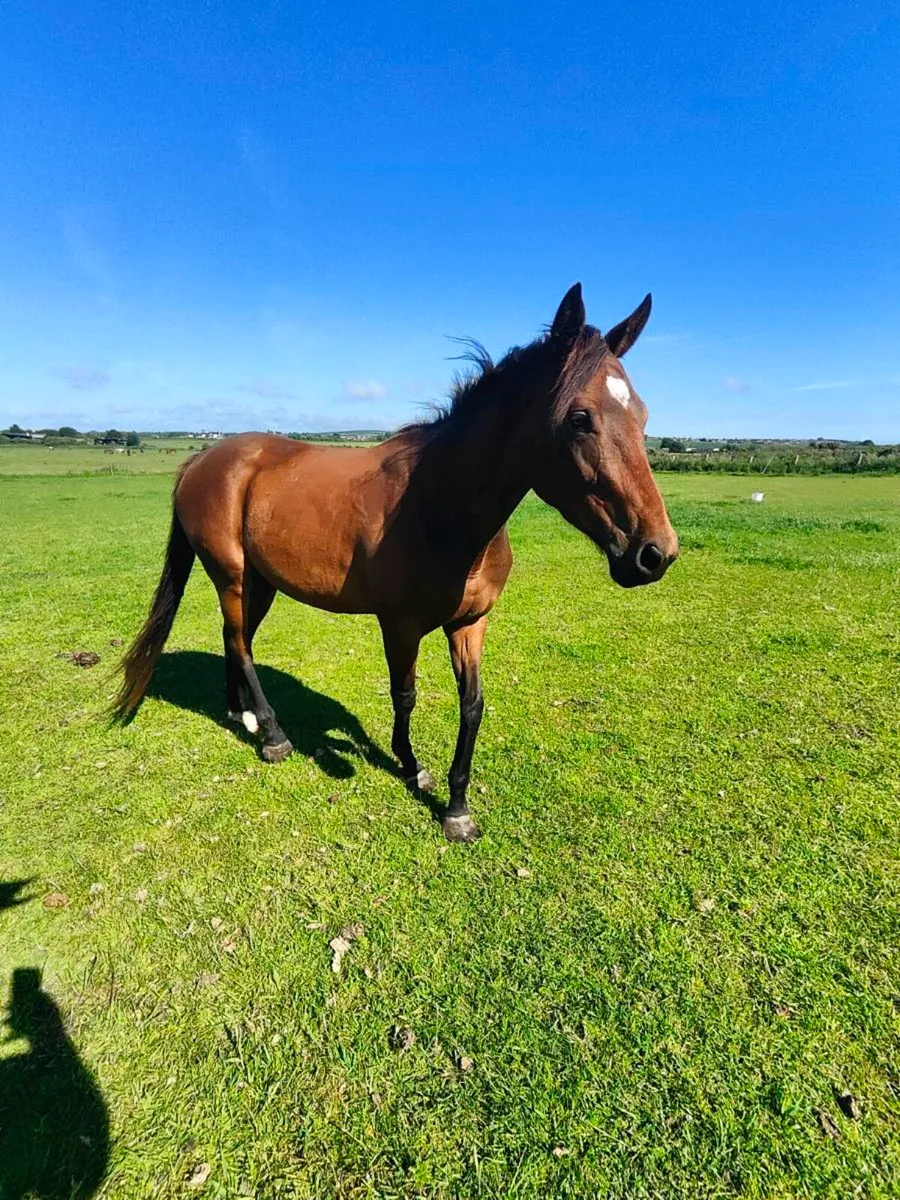 Filly - Image 4