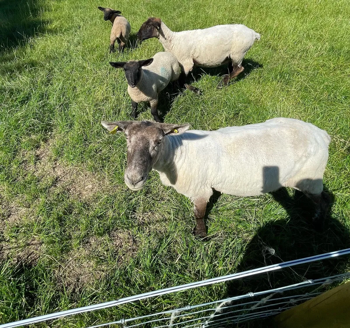 Sheep - Image 1