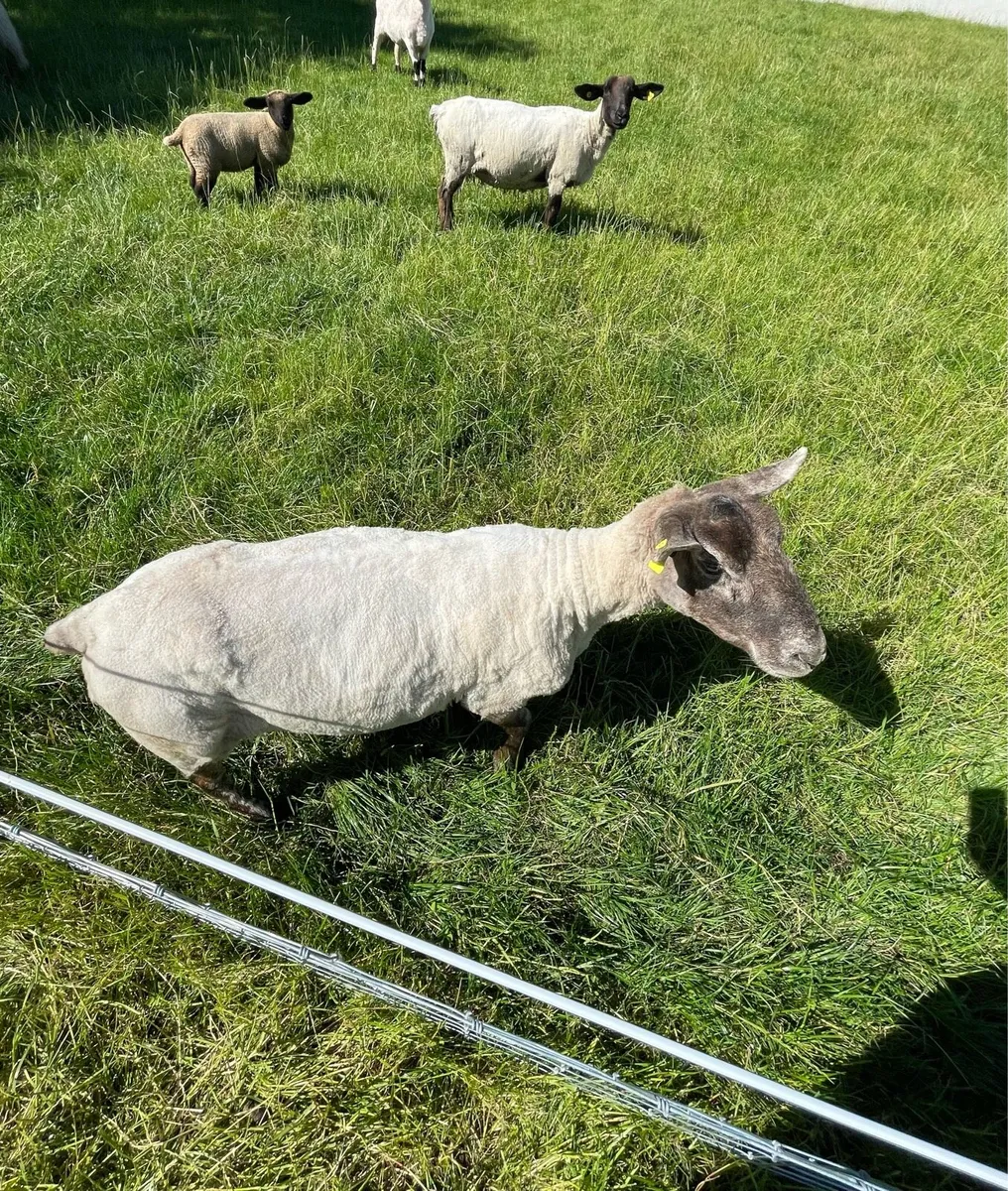 Sheep - Image 2