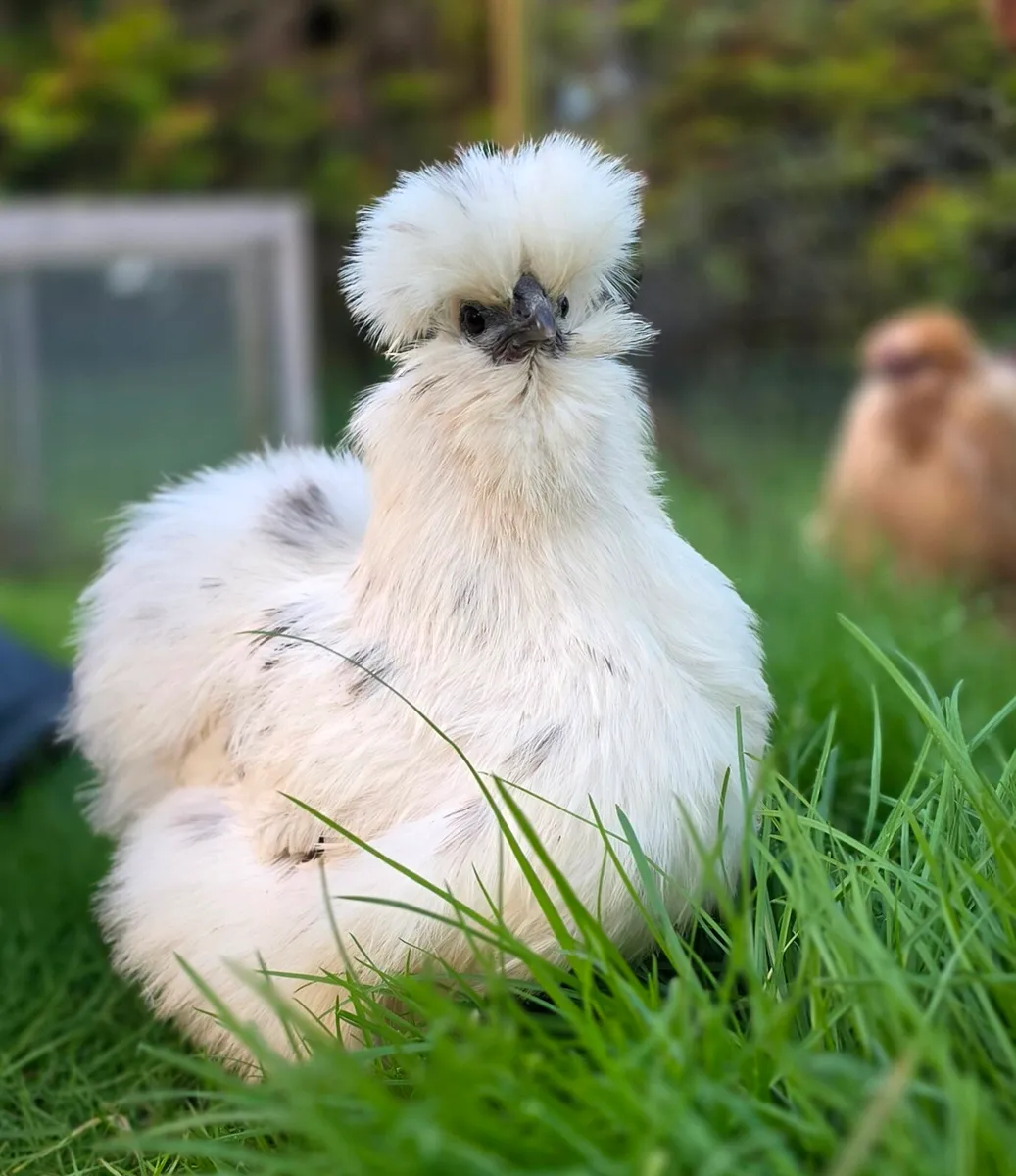 USA Silkie chicks - Image 1