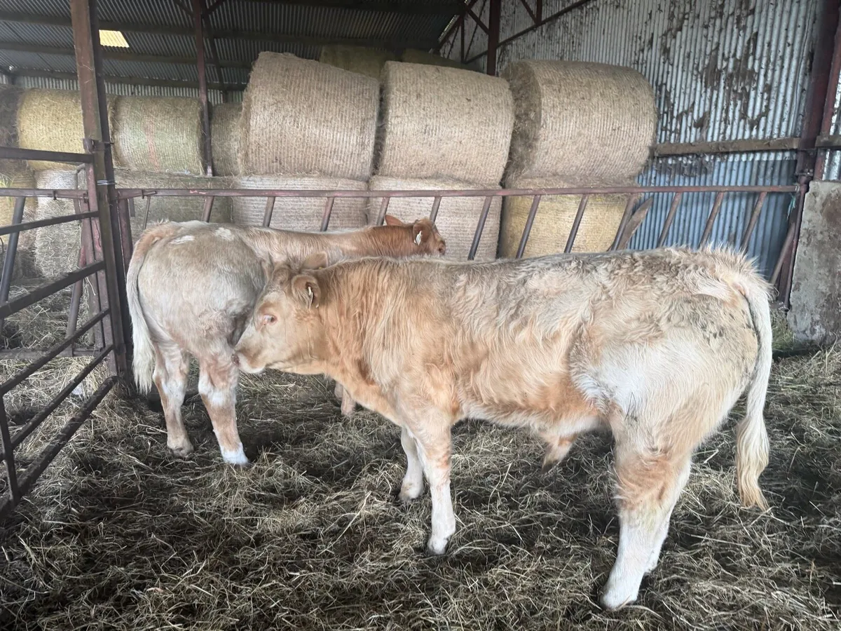 CH Weanlings - Organic - Image 1