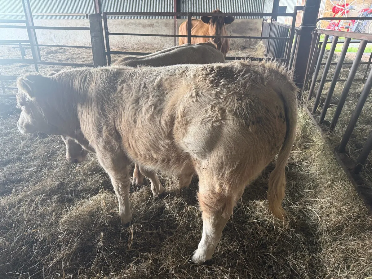 CH Weanlings - Organic - Image 2