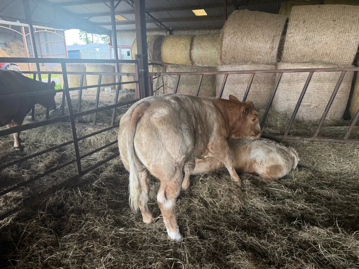 CH Weanlings - Organic - Image 3