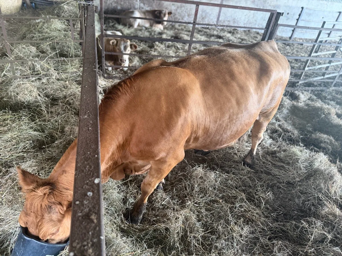 CH Weanlings - Organic - Image 4