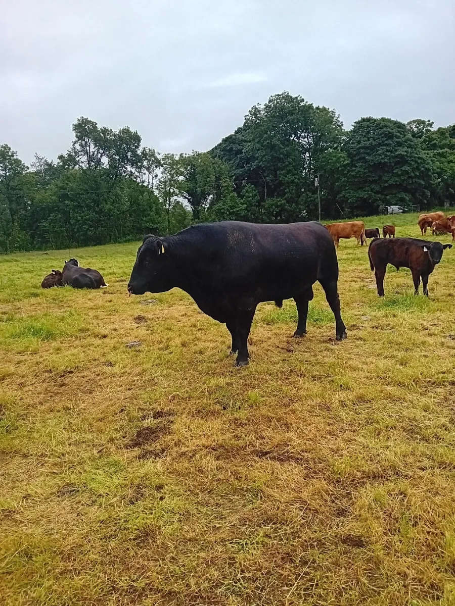 Aberdeen Angus bull - Image 4