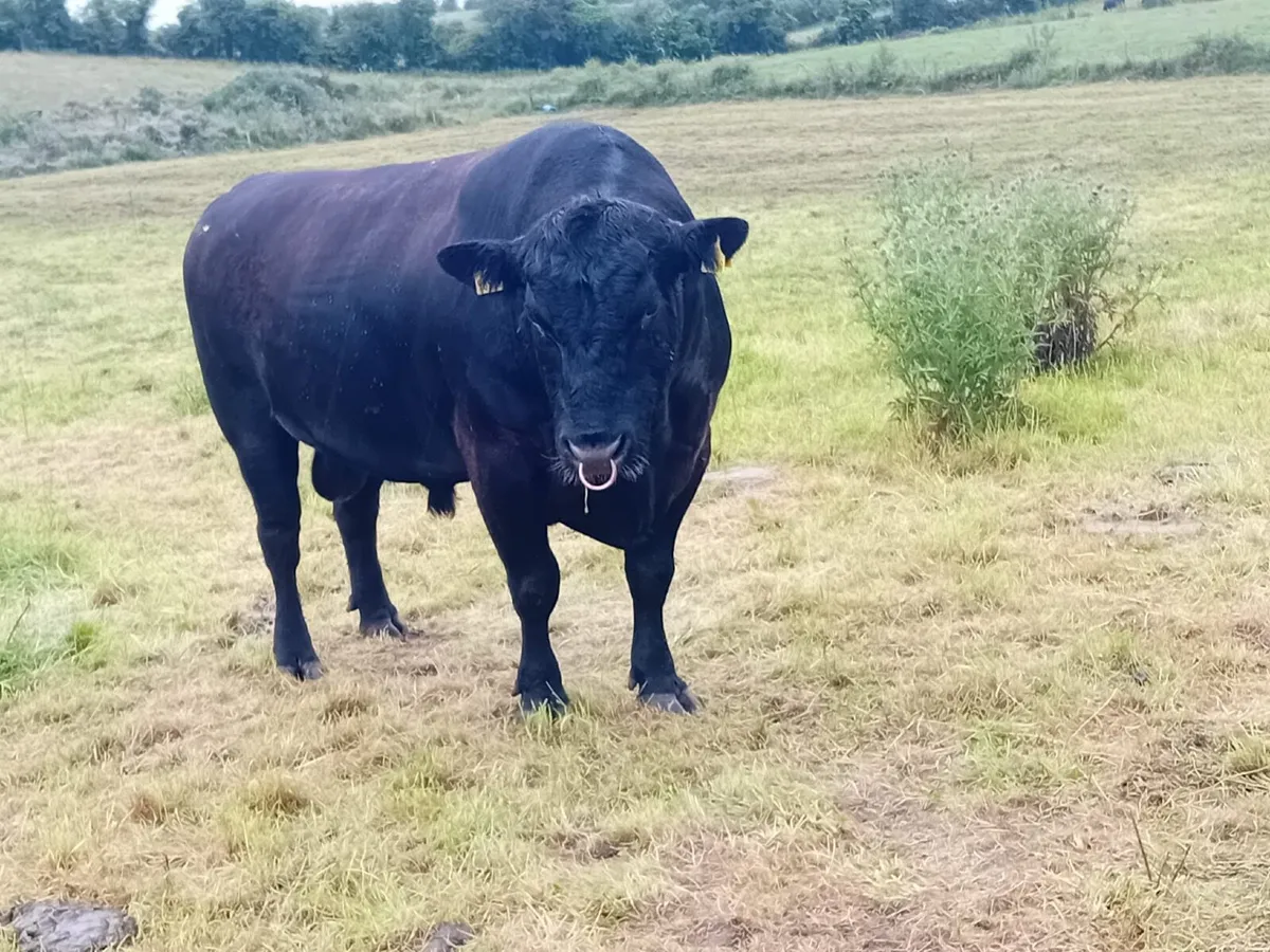 Aberdeen Angus bull - Image 2