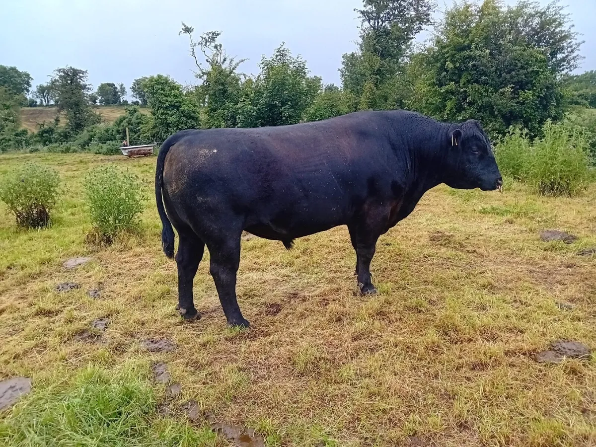 Aberdeen Angus bull - Image 3