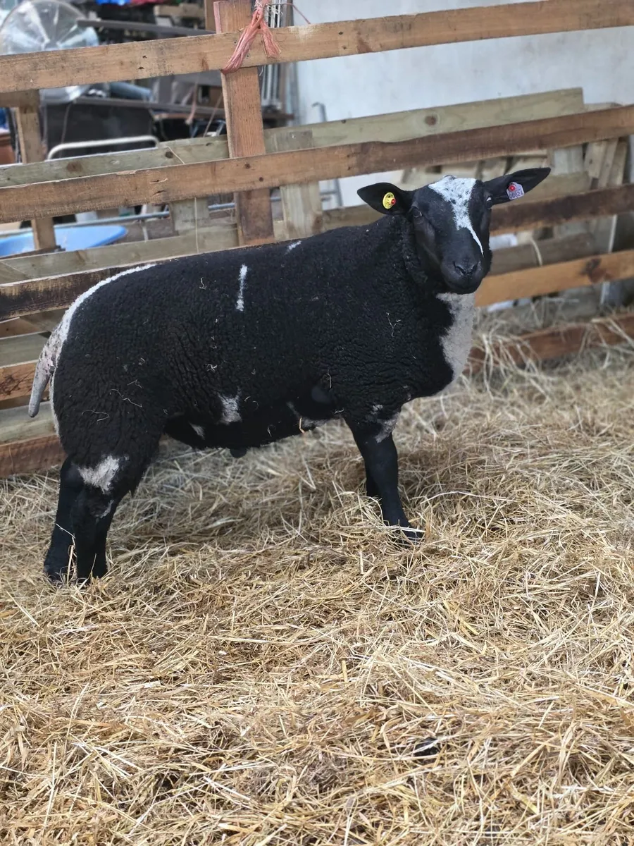 Pedigree dutch spotted tip lambs - Image 1