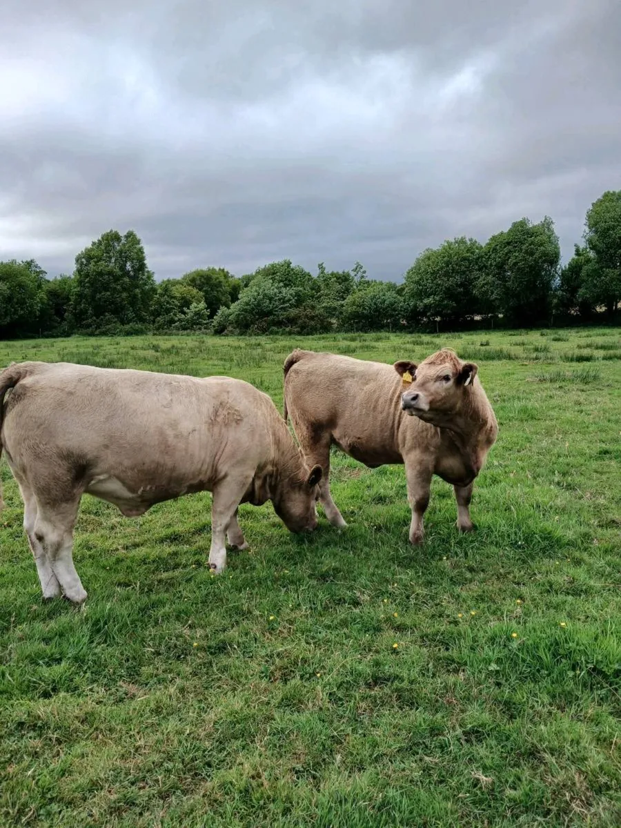 Organic charlaois heifers - Image 2