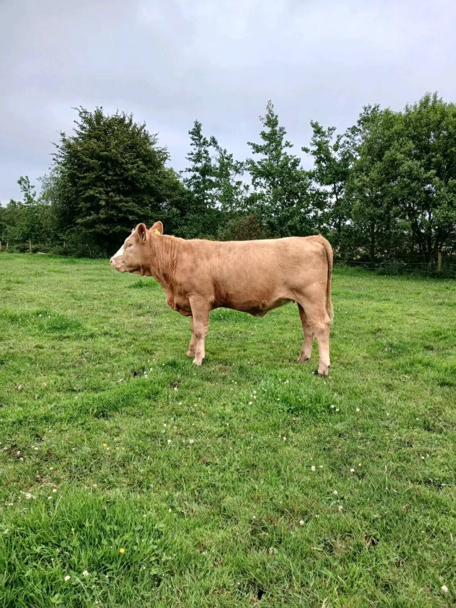 Organic charlaois heifers - Image 3