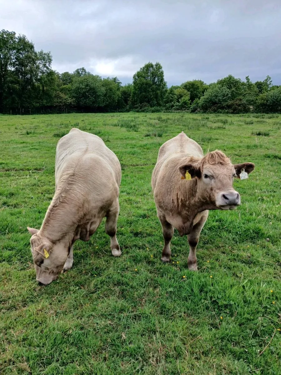 Organic charlaois heifers - Image 1