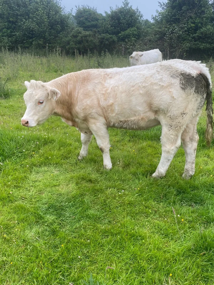 Pedigree Charolais heifer - Image 2