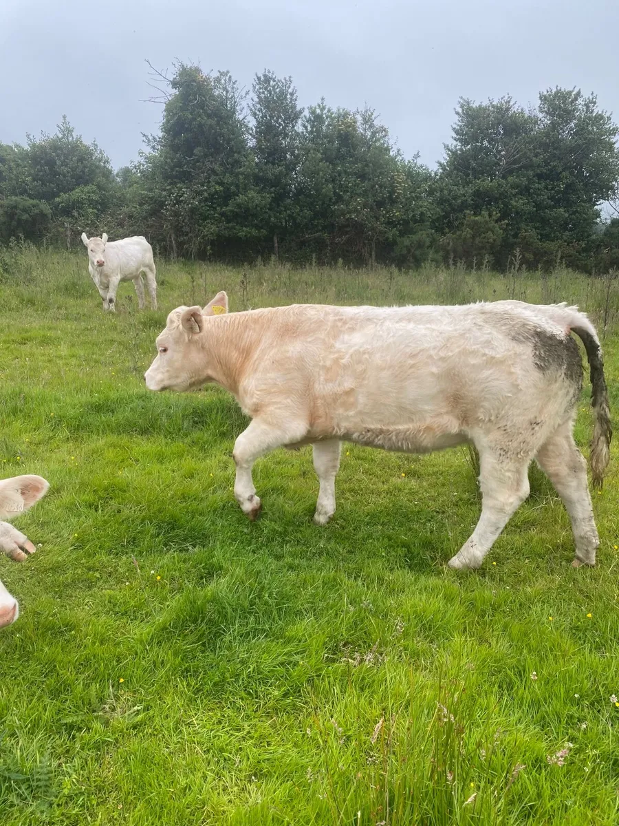 Pedigree Charolais heifer - Image 3