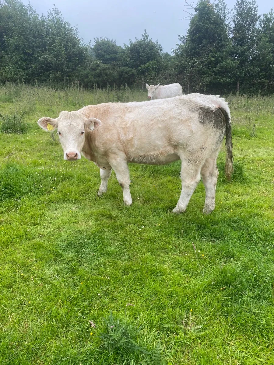 Pedigree Charolais heifer - Image 1