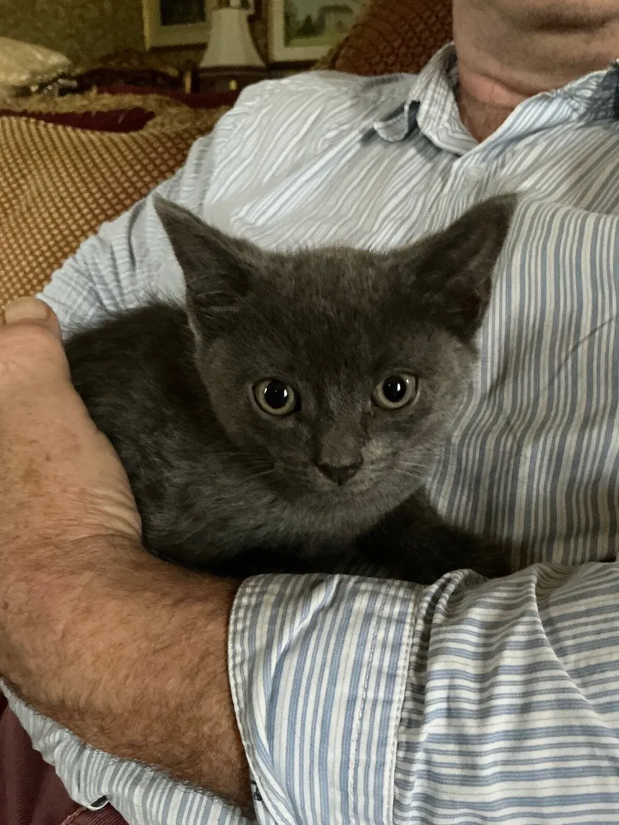Beautiful All Grey Kitten - Image 1