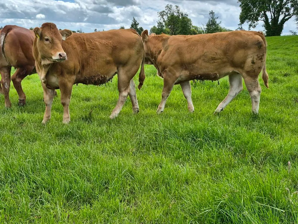 Heifers Tuam Mart. - Image 4