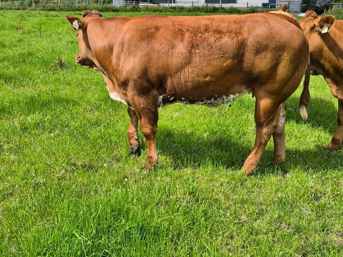 Heifers Tuam Mart. - Image 2