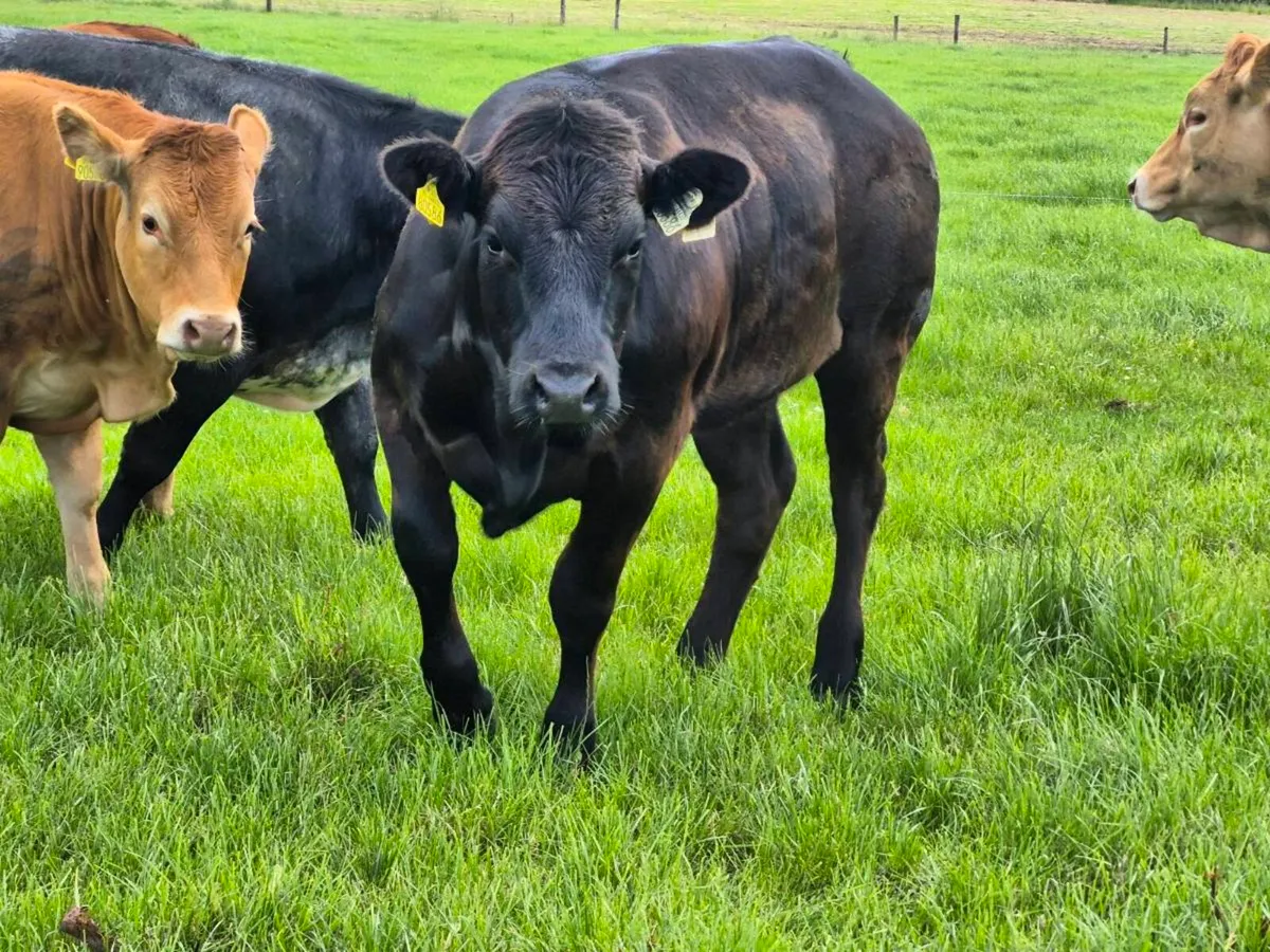 Heifers Tuam Mart. - Image 3