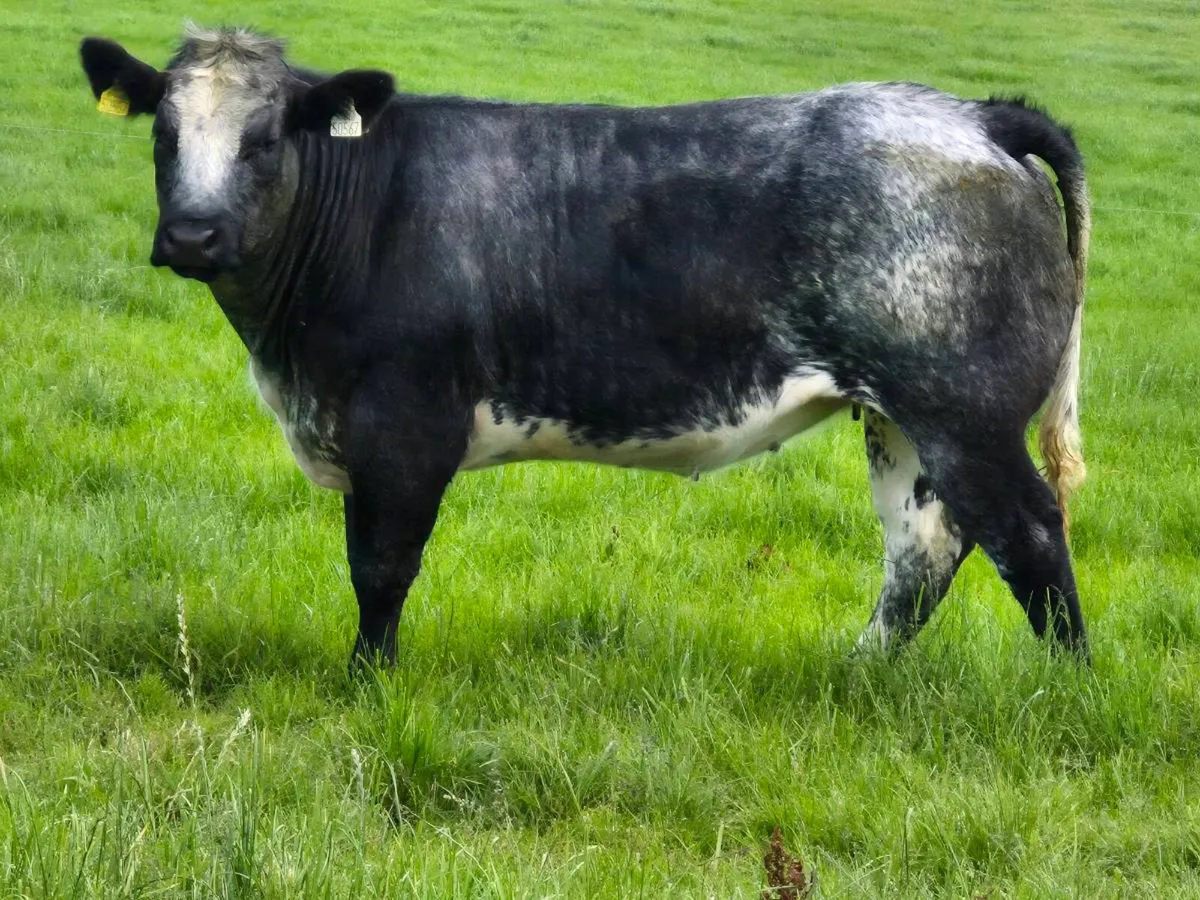 Heifers Tuam Mart. - Image 1