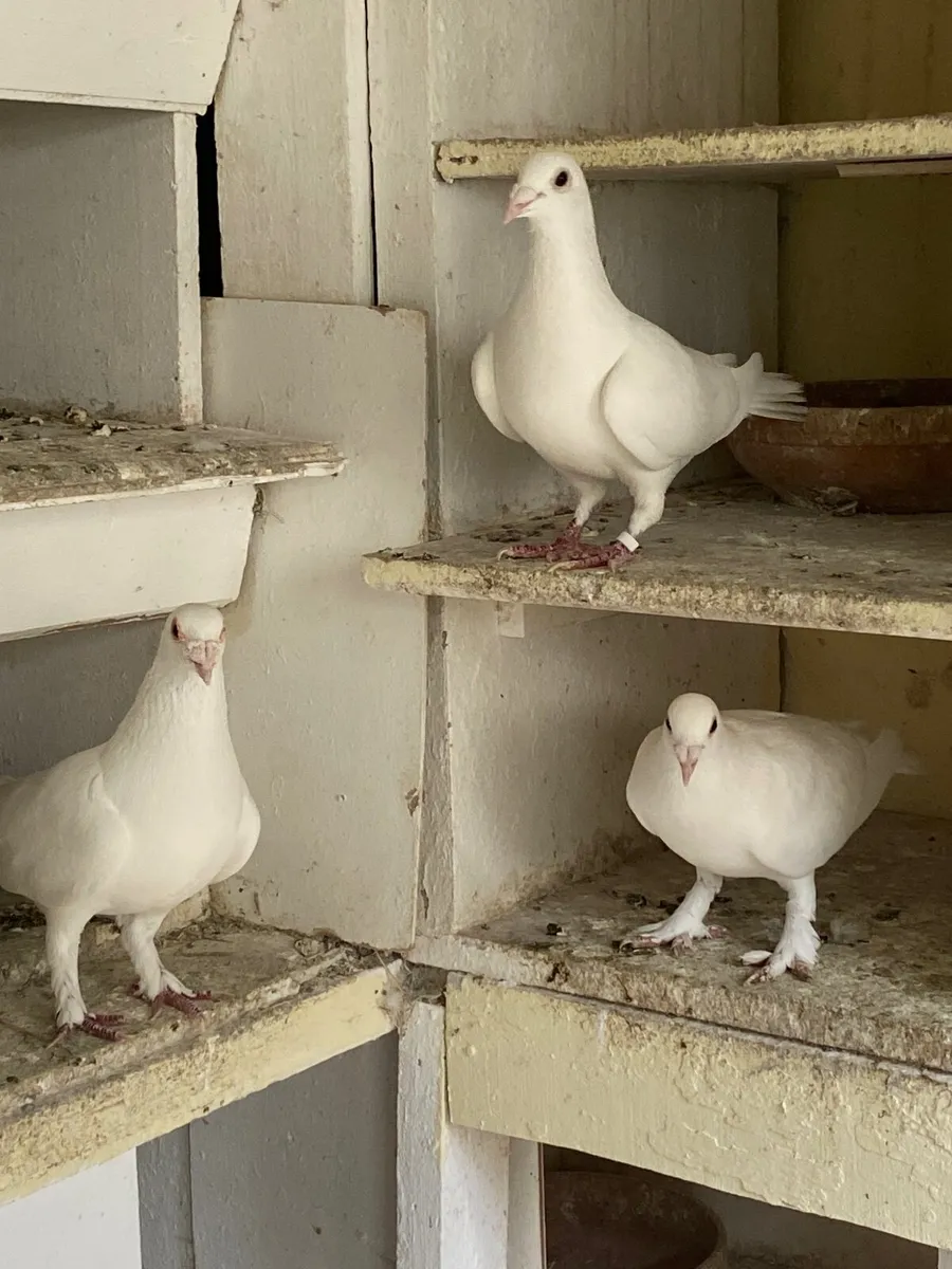 White Pigeons - Image 1