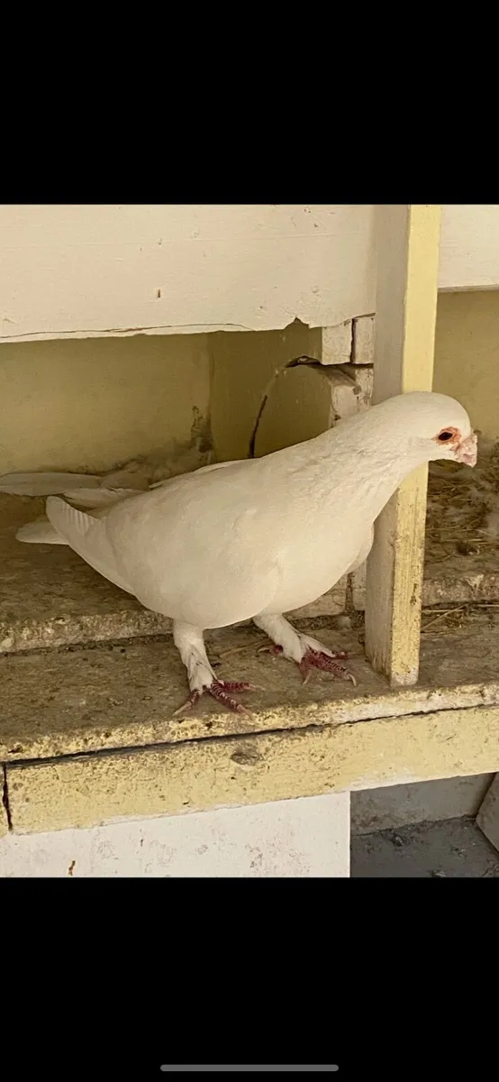 White Pigeons - Image 2