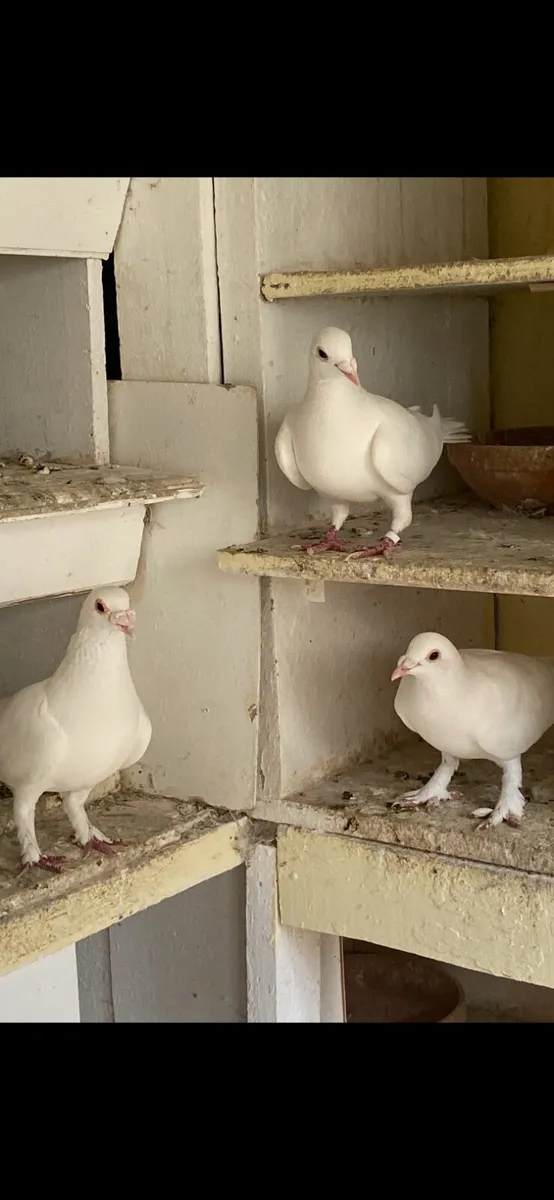 White Pigeons - Image 3