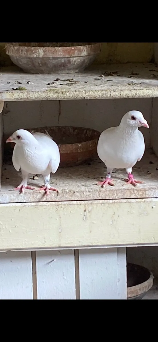 White Pigeons - Image 4