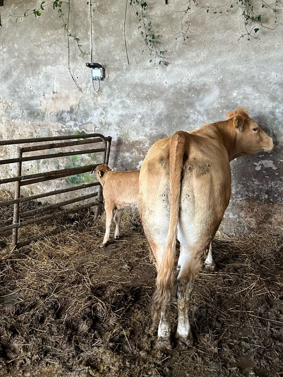 Limousin cow and calf - Image 2