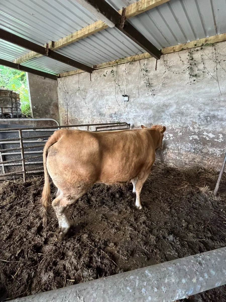 Limousin cow and calf - Image 3