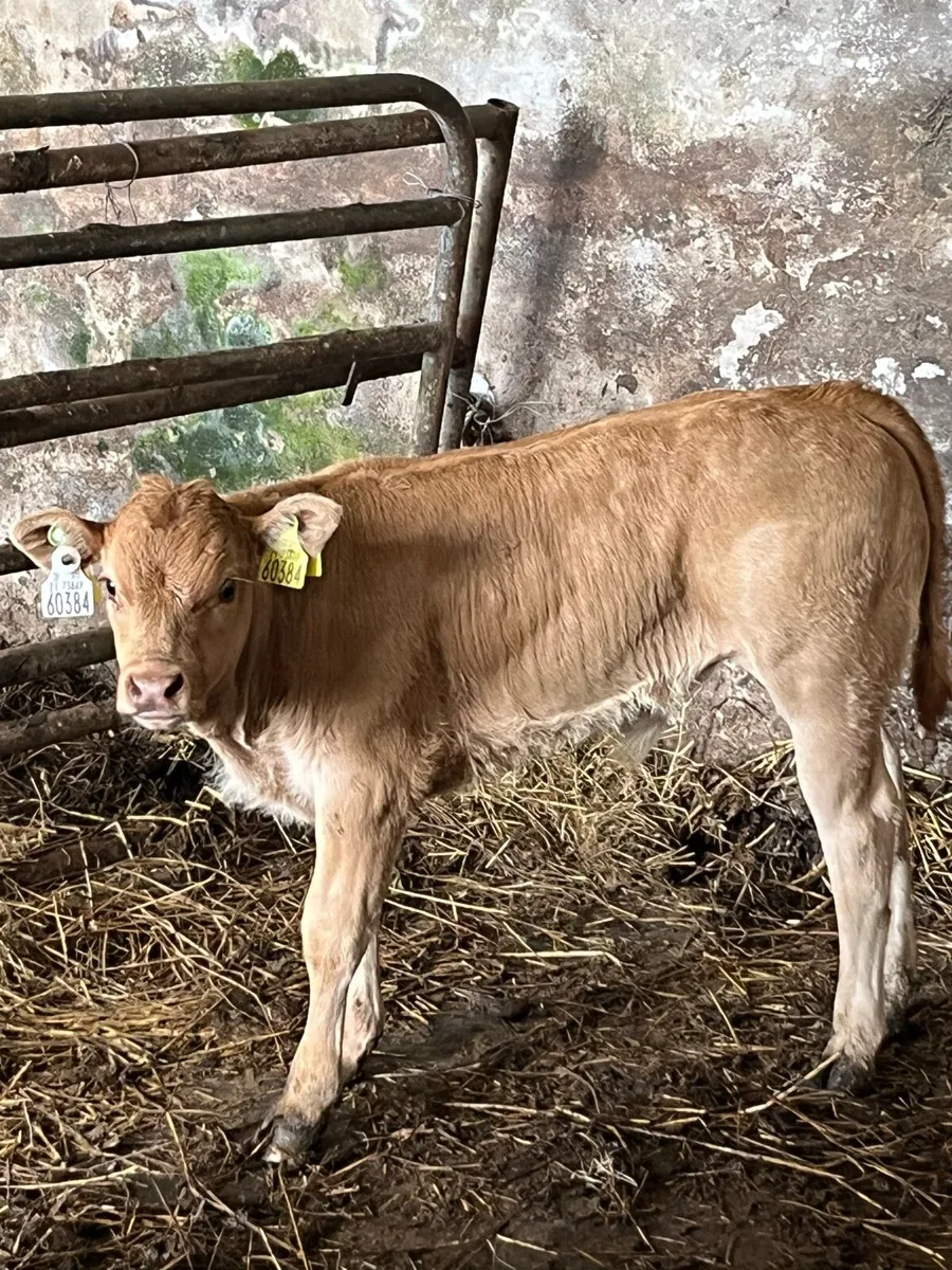 Limousin cow and calf - Image 4