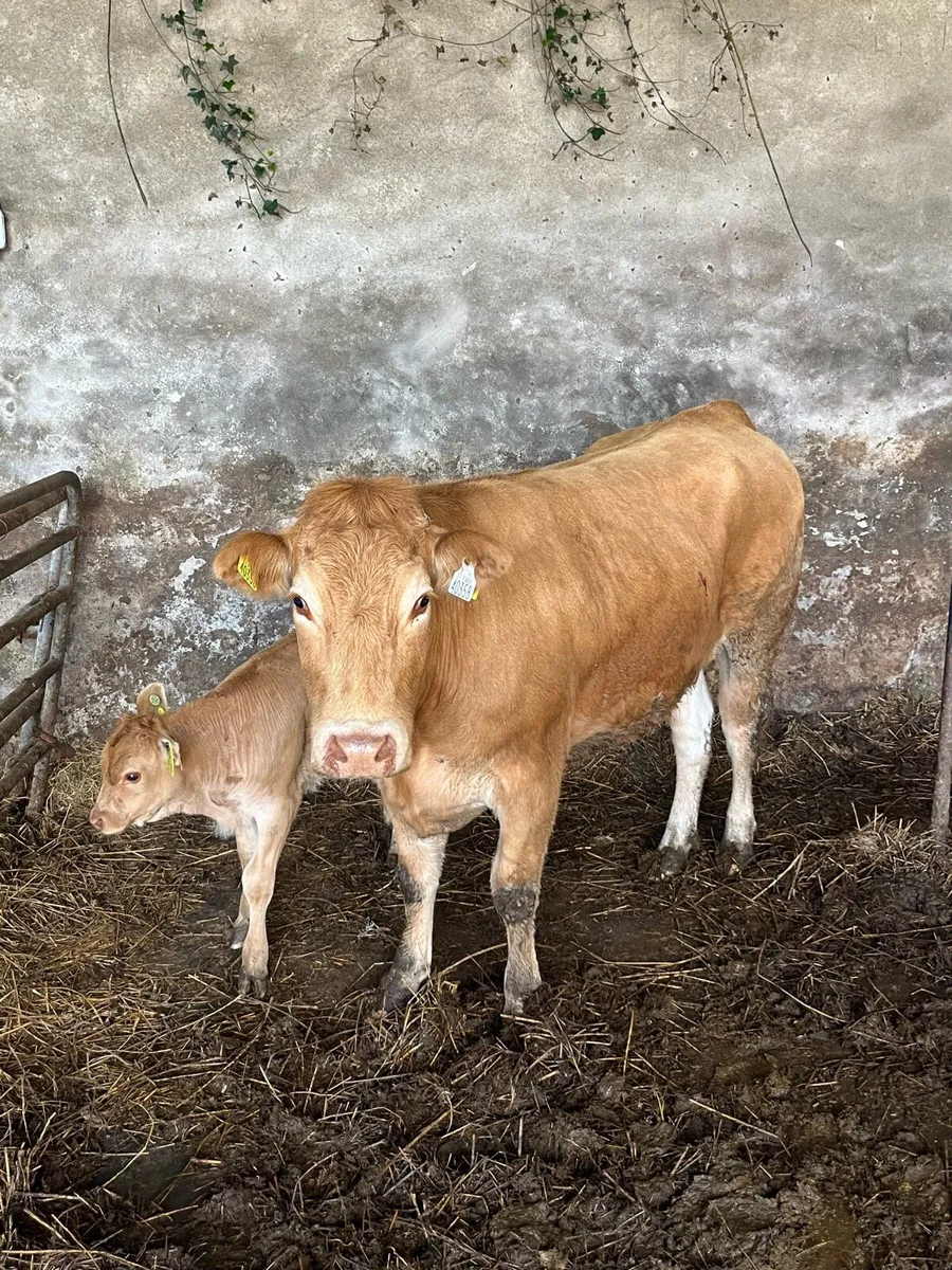 Limousin cow and calf - Image 1