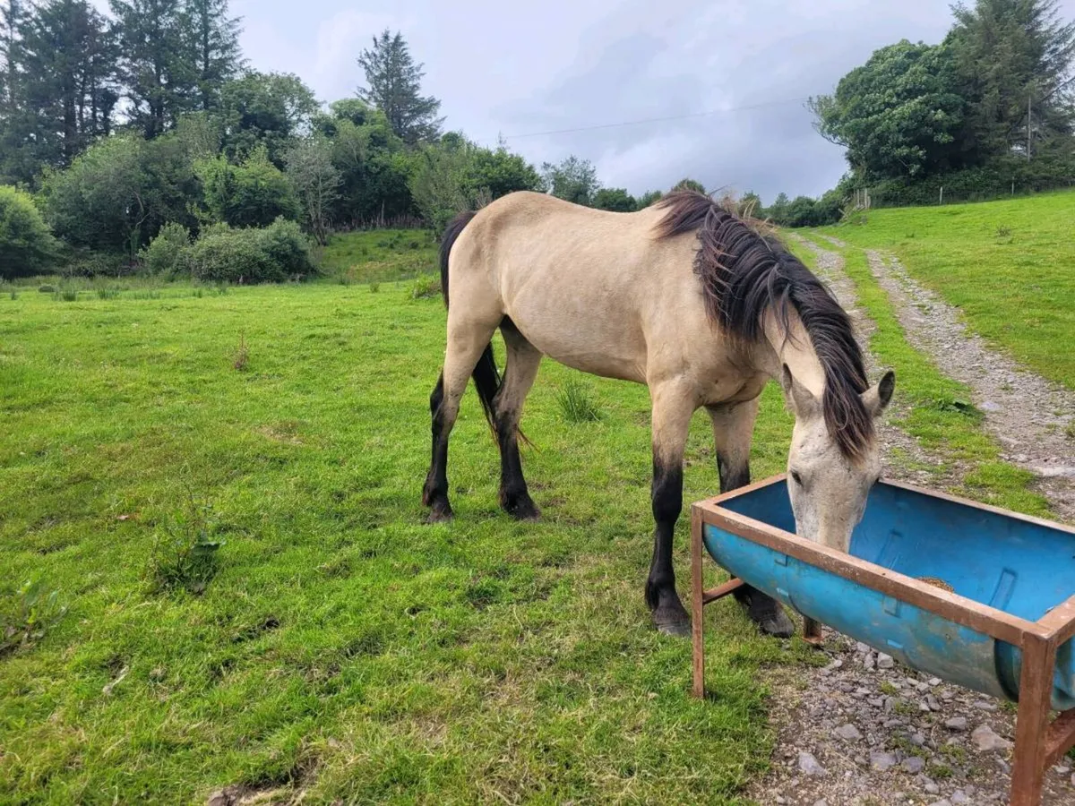 Connemara pony