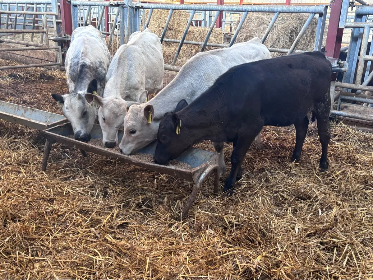 4 reared heifer calves for sale @€765 - Image 3