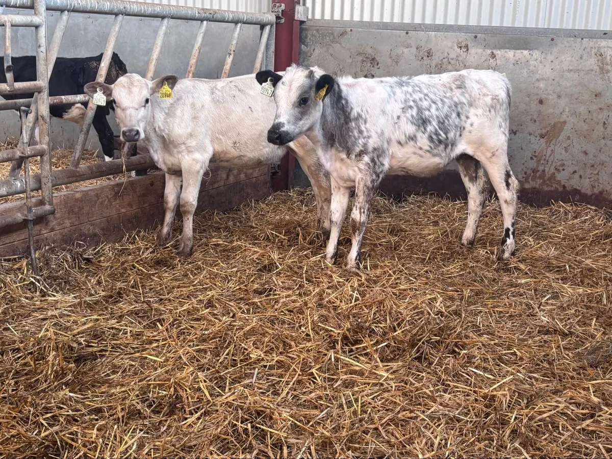4 reared heifer calves for sale @€765 - Image 4