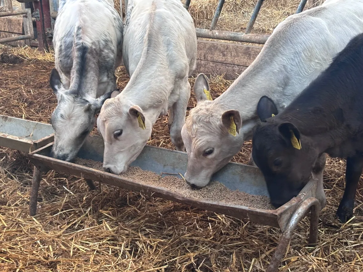 4 reared heifer calves for sale @€765 - Image 2