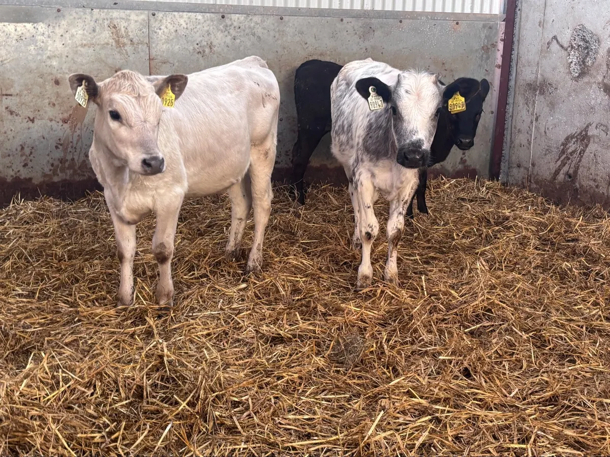 4 reared heifer calves for sale @€765 - Image 1