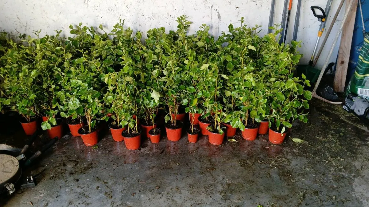 GRISELINIA EVERGREEN HEDGING PLANTS - Image 1