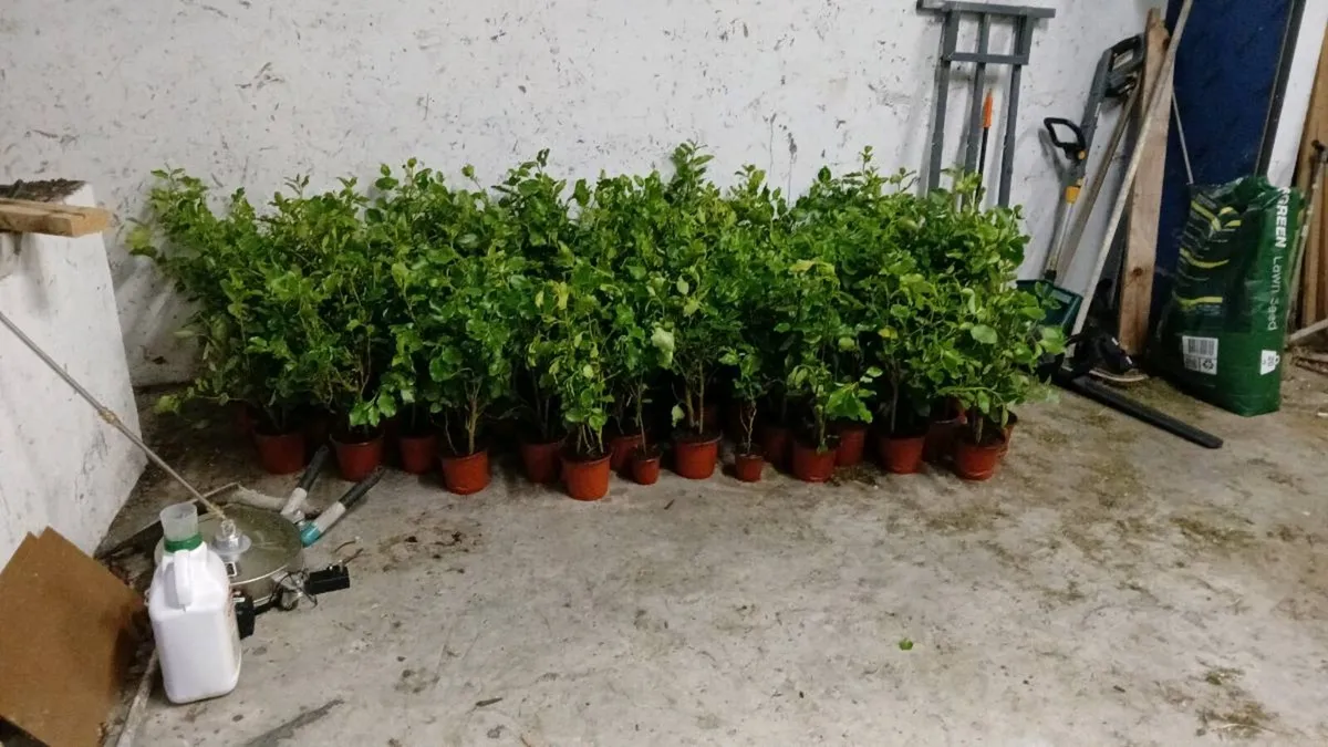 GRISELINIA EVERGREEN HEDGING PLANTS - Image 2